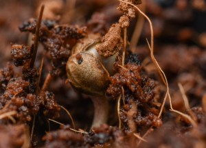 HoneyBee Pharms Logo Round